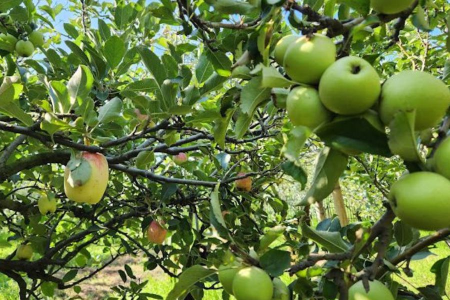 Wisata Bromo4 Wisata Bromo4